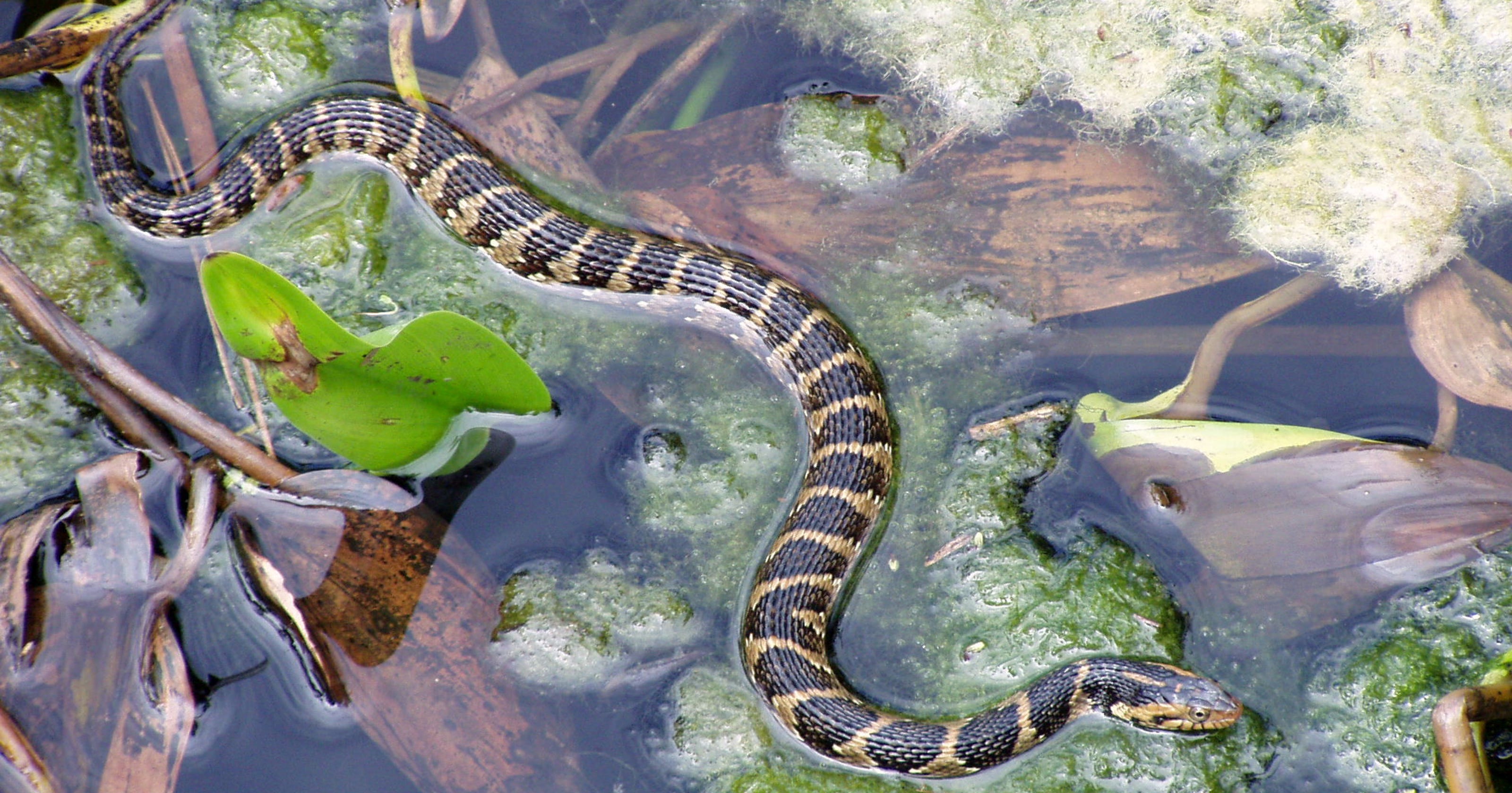Venomous Florida Snakes Vs Harmless Lookalikes Know The