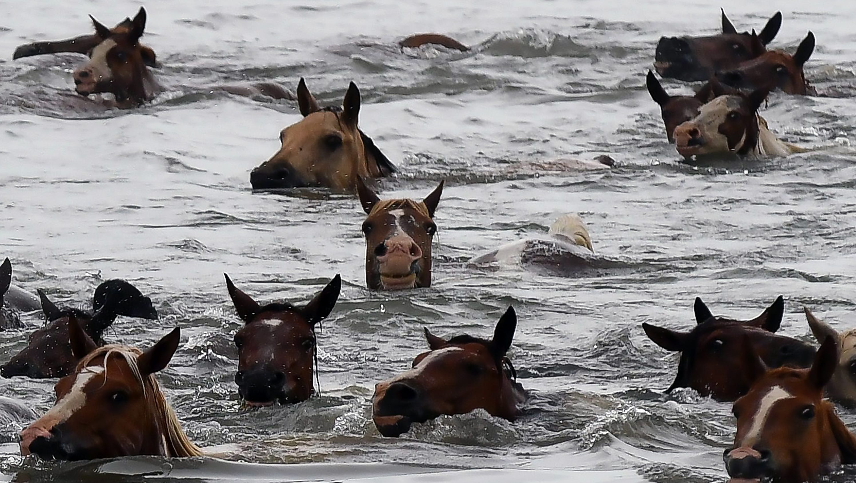 Chincoteague Pony Swim 2018: Rain doesn't deter pony-loving crowd
