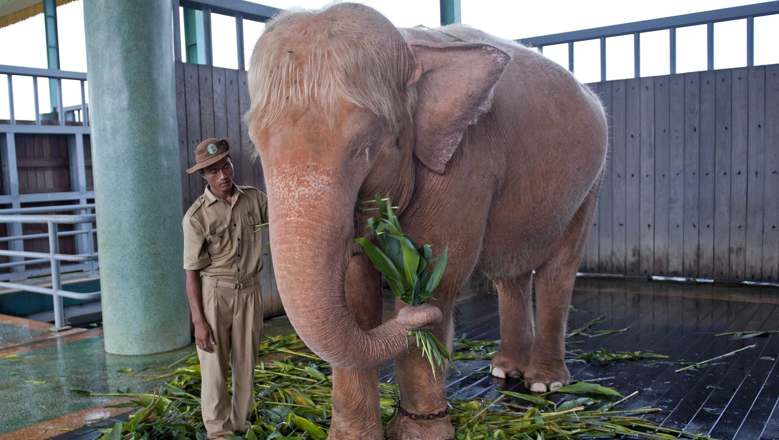 Burma Captures 9th Rare White Elephant 