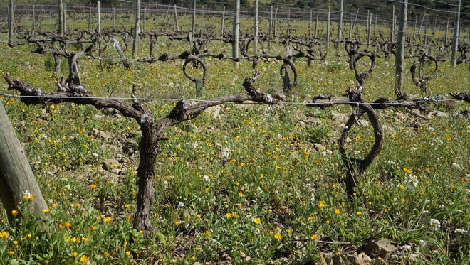 No pesticides are used on wild flowers and grass between dormant vines at Chateau de la Liquiere. They are instead plowed into the soil when the buds bloom.
