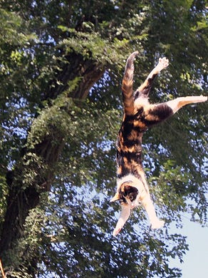 Cat Rescued From 60 Foot Perch