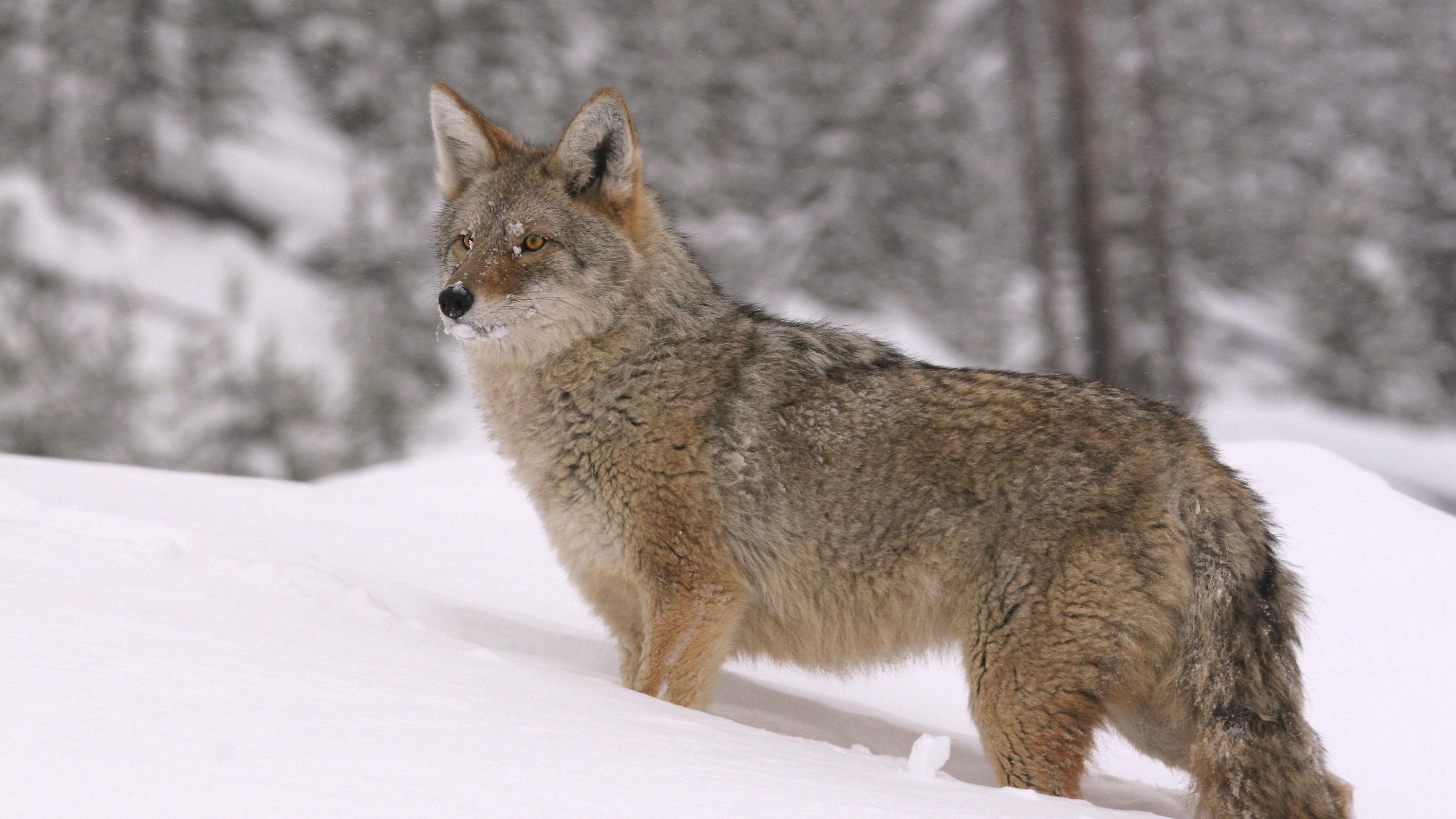 Ask the RGJ: Coyote-wolf hybrids in Washoe County?