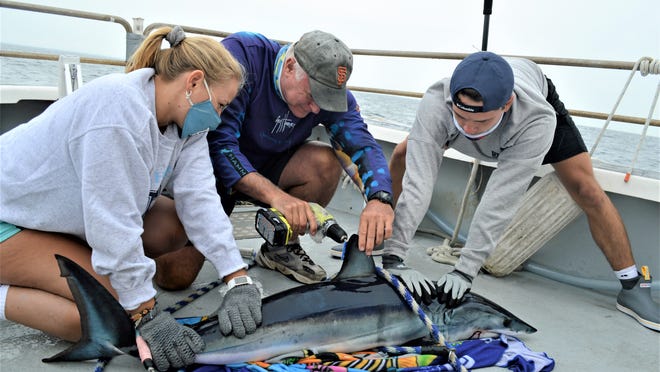 URI Prof. Brad Wetherbee, center, attaches a tag to a mako shark, assisted by URI seniors Bailey Jenkins and Colby Kresge.