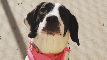 Pet Of The Week Snoopy The Dog Pet Of The Week Snoopy The Dog