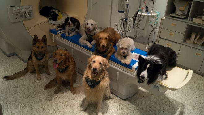 In this undated photo provided by the MR Research Center some trained dogs involved in a study to investigate how dog brains process speech sit around a scanner in Budapest, Hungary. - Associated Press