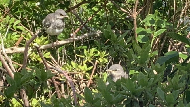 Baby mockingbirds.