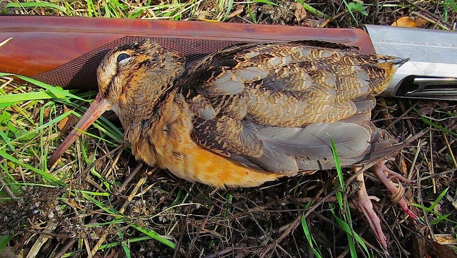 The American Woodcock has greatly benefited from wildlife conservation partnerships, and is becoming a favorite among hunters and birders in Pennsylvania.