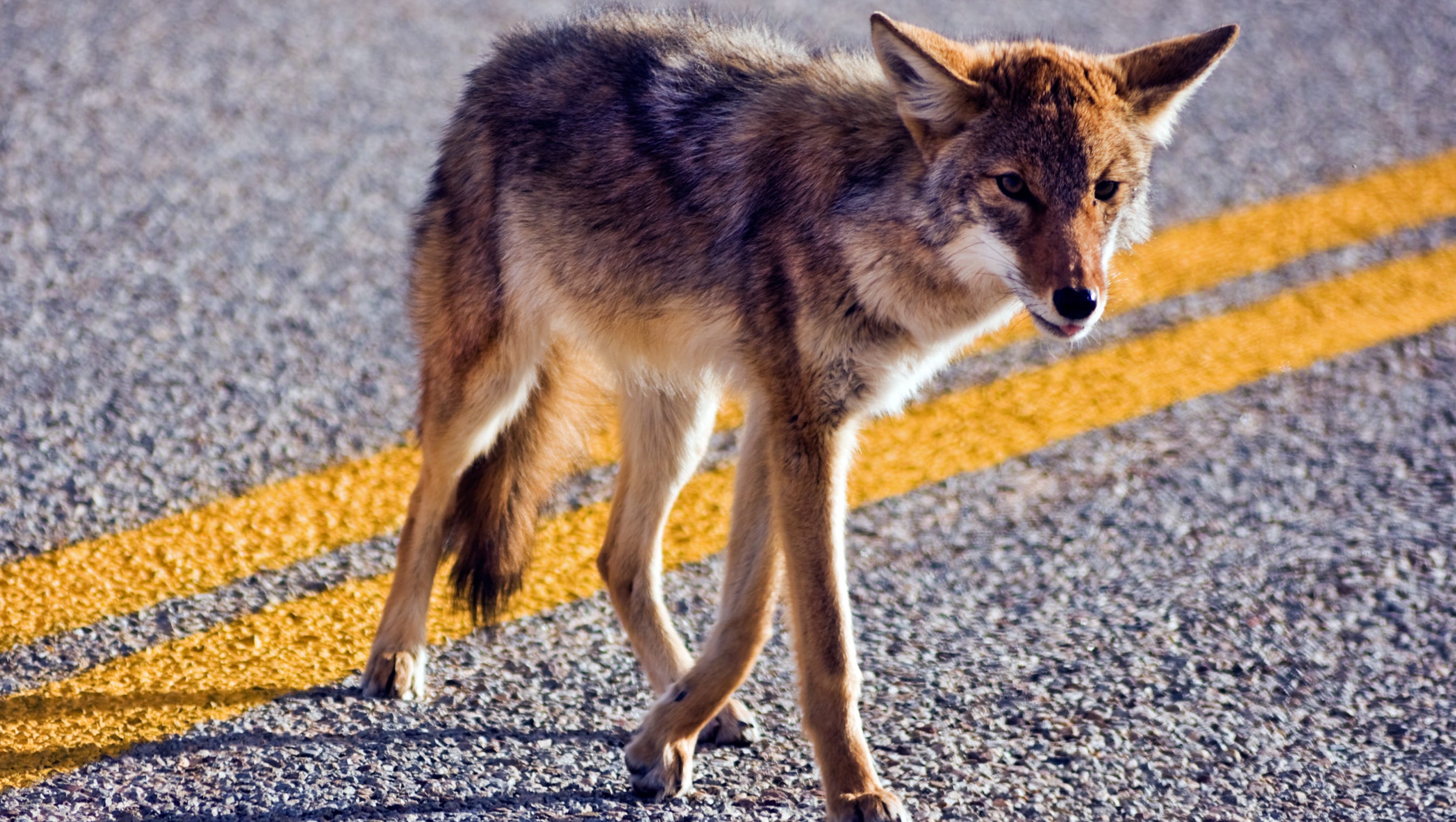 Coyotes In Indian Harbour Beach Police Say If You See One Don t Feed It coyotes-in-indian-harbour-beach-police-say-if-you-see-one-don-t-feed-it