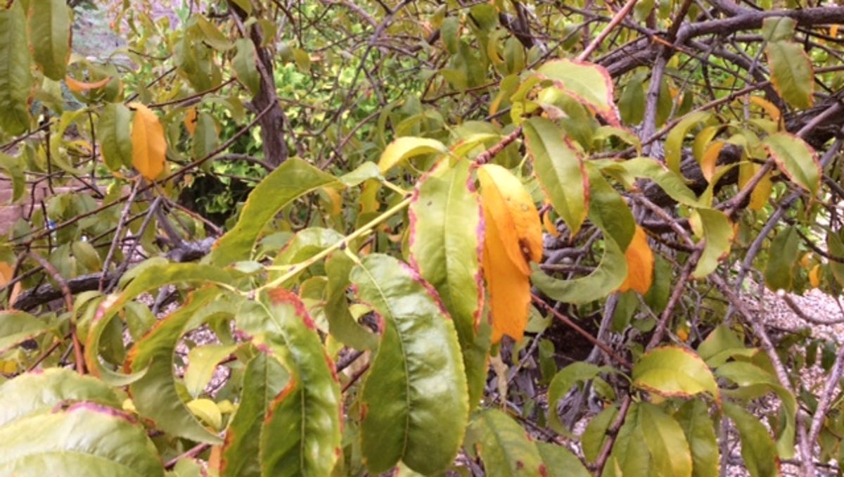Leaves Are Turning Yellow Dropping Off My Peach Tree