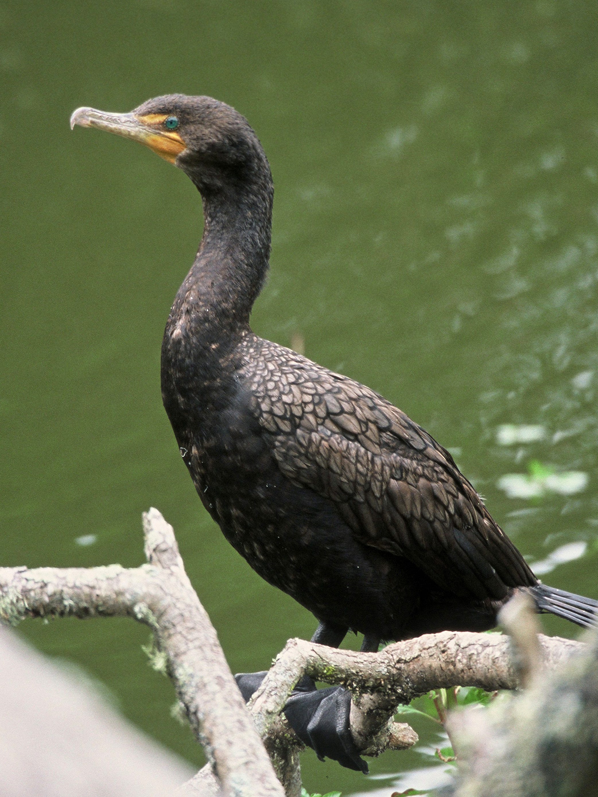 Hungry diving bird — and red — could be harming