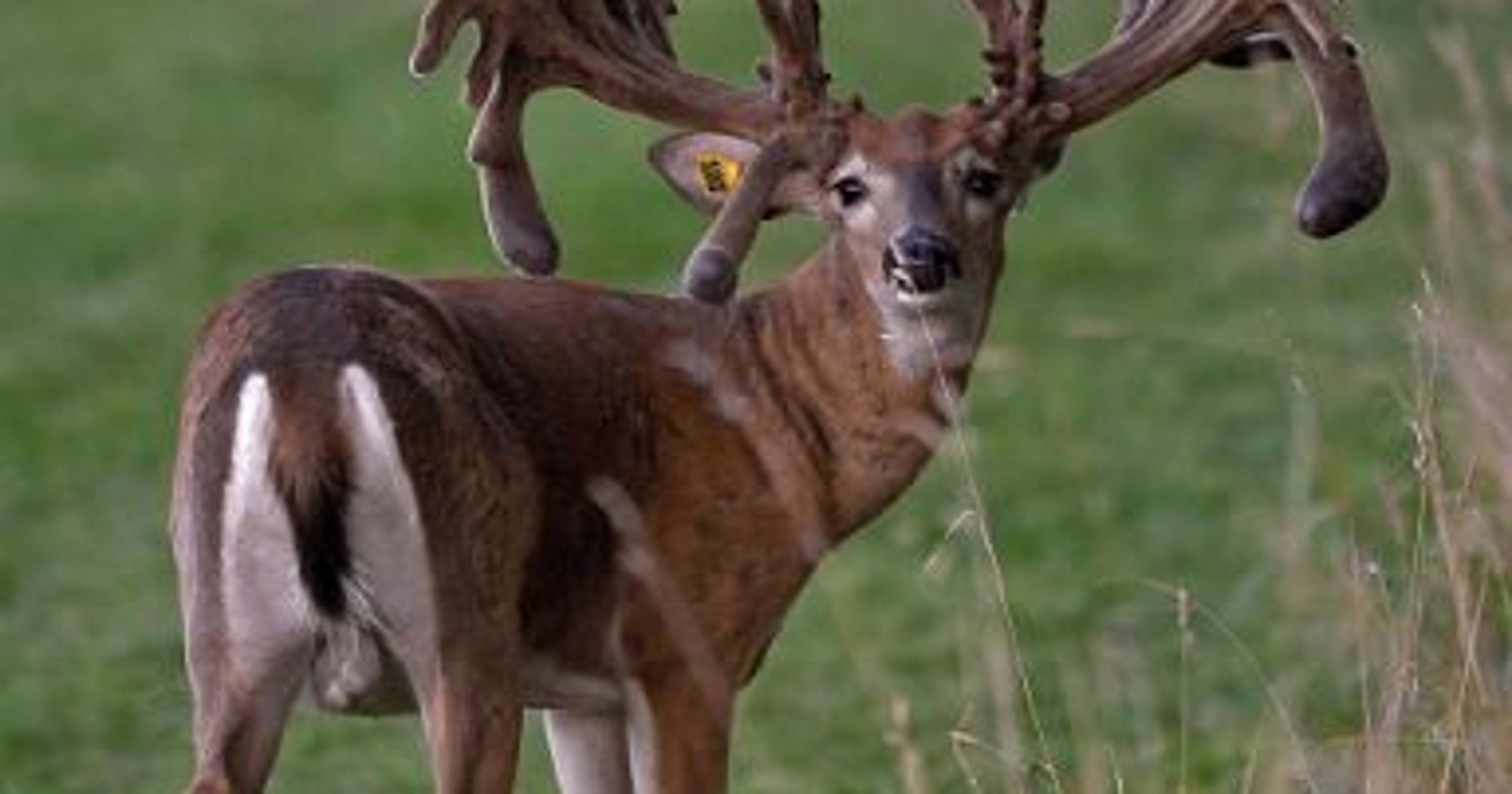Buck Fever Ohio deer farm case renews criticisms