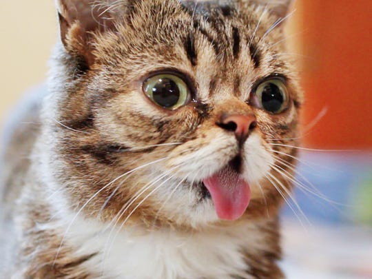 Lil Bub Dies At Age 8 Fans Mourn Famous Indiana Cat