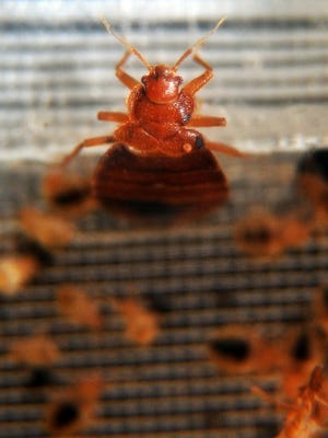 This file photo from Feb. 2, 2011, shows bed bugs crawling in a container on display during the 2nd National Bed Bug Conference in Washington, D.C.