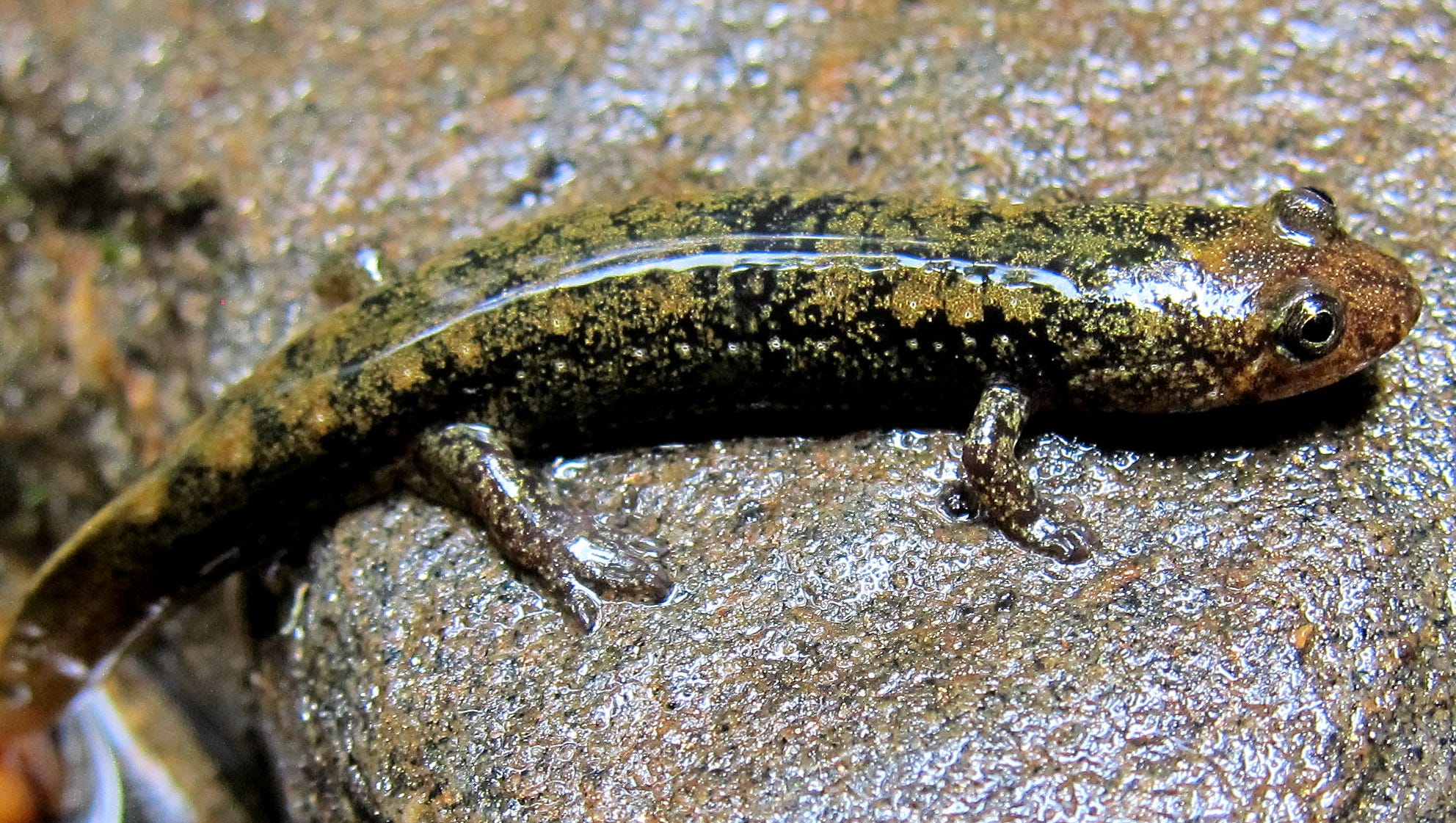 North Carolina Wildlife Still Endangered Threatened north-carolina-wildlife-still-endangered-threatened