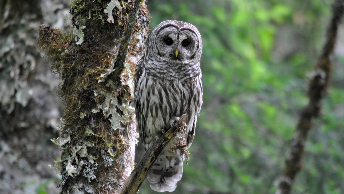 Why Oregon lawmakers are asking Elon Musk to stop plan to kill 450,000 barred owls Why Oregon lawmakers are asking Elon Musk to stop plan to kill 450,000 barred owls