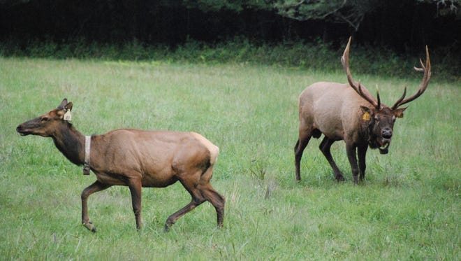 Elk are a common site in the Cataloochee Valley area of North Carolina, but expansion of the herd may be pushing the offspring of these animals in South Carolina.