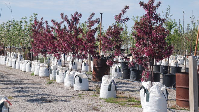 Blooming ornamental crabapple trees showed their spring colors in the container plots at McKay Nursery as they waited to be shipped out to new homes.