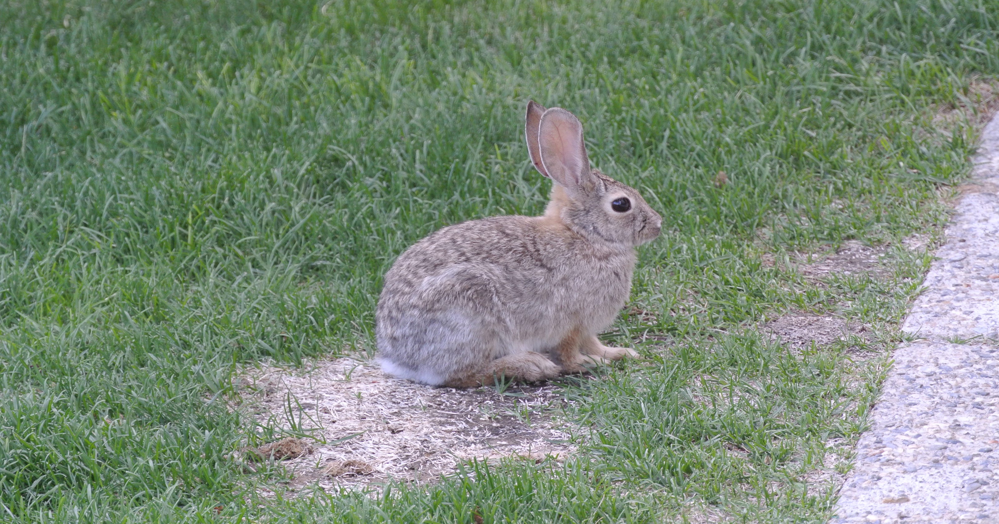 Master Gardener: Controlling nuisance rabbits