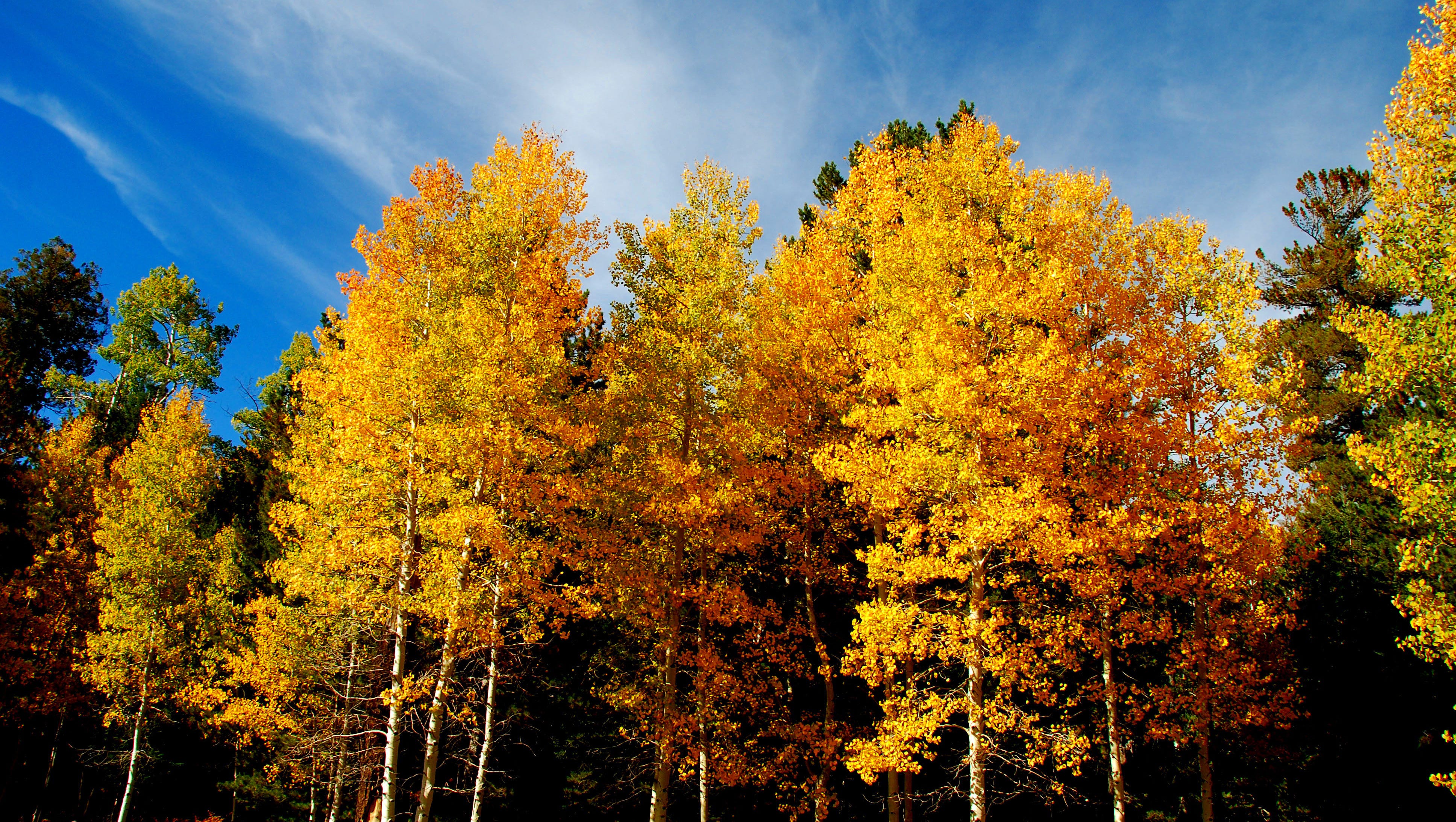 Here's where to see Arizona's fall colors