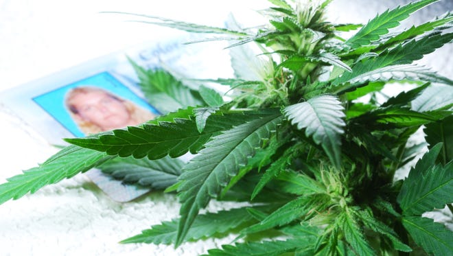 A marijuana plant on top of a Colorado drivers license.