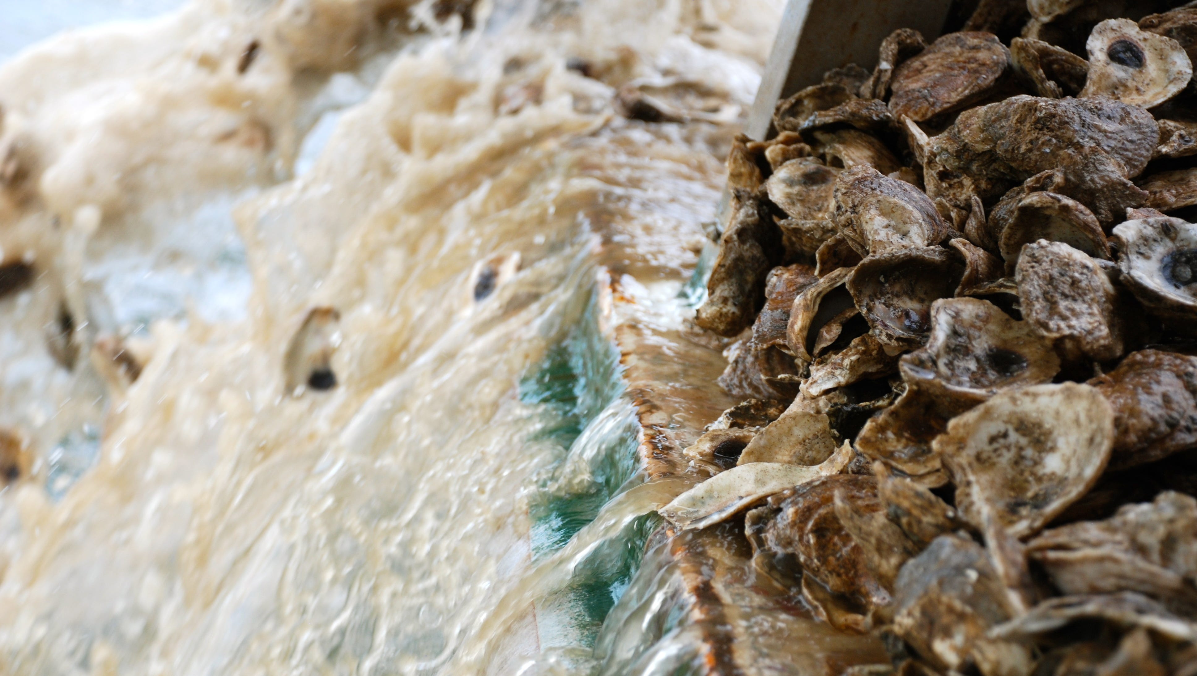 Oysters Why do we harvest them faster than they reproduce?