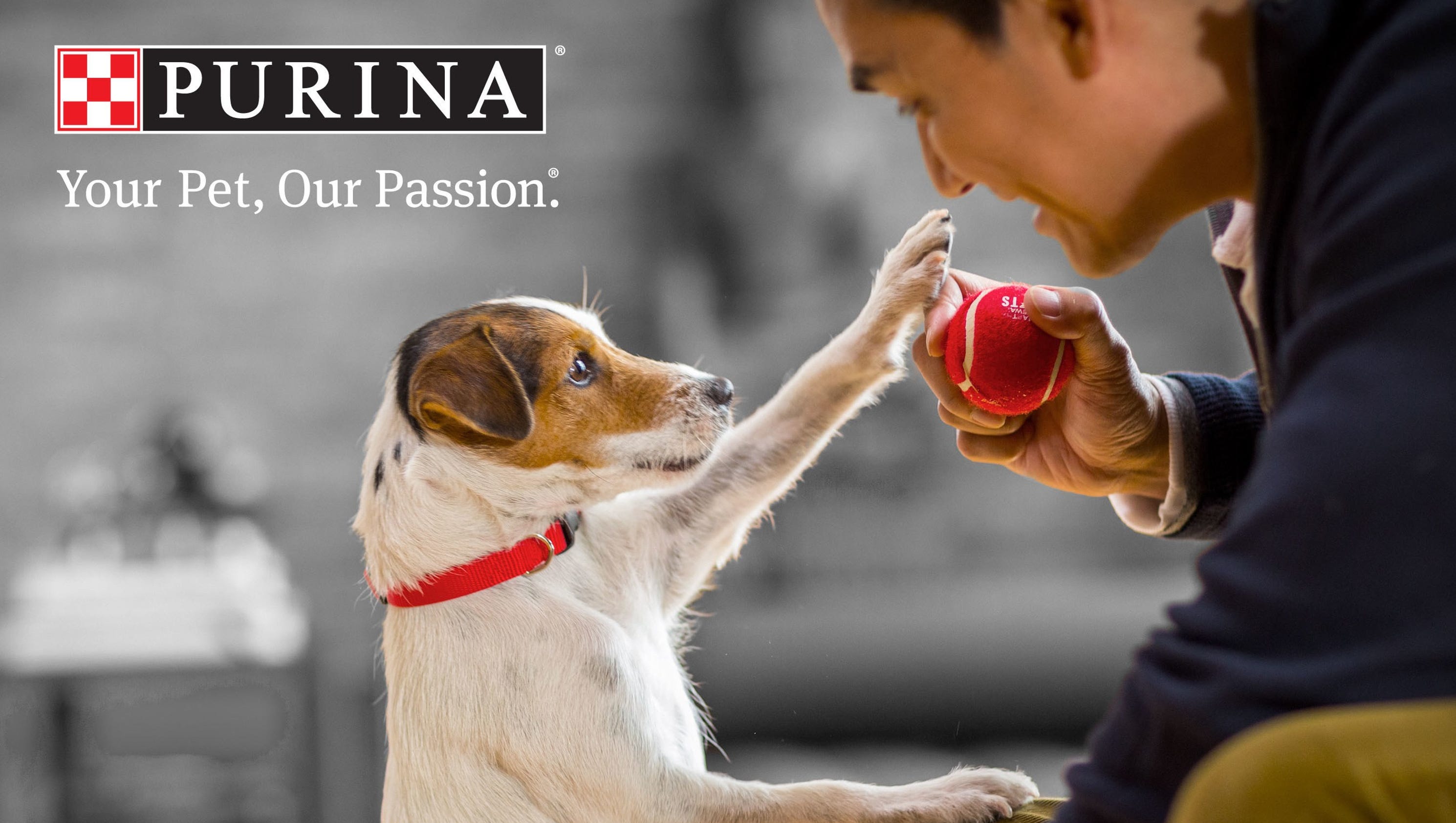 Lawsuit claims Purina brand is killing dogs