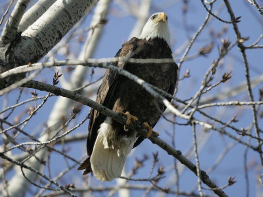 Bald eagles flock back to Indiana