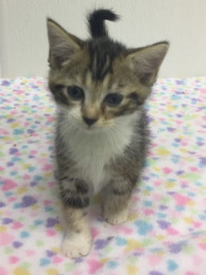 Becky, a kitten available for adoption through Caring Fields Felines