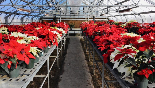 Poinsettias come in a more than just the traditional crimson red. White poinsettia varieties provide an increasingly popular option for holiday ornamental displays. There are also bi-color varieties available.