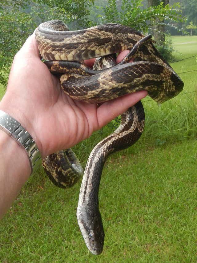 5 Snakes You May Encounter This Summer