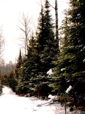 Holiday trees can be found in plenty on the Chequamegon-Nicolet National Forest