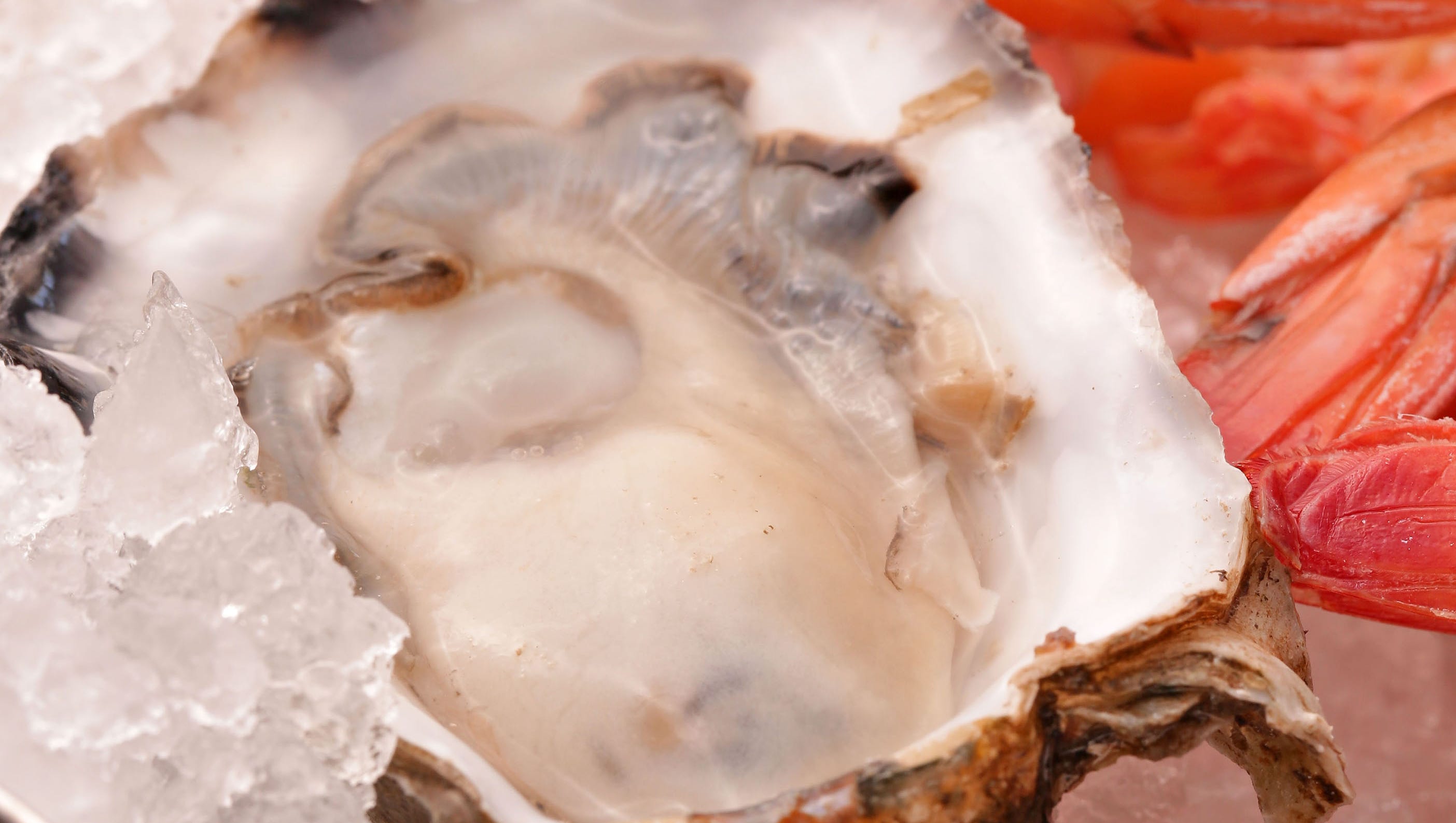 Review Buck Rider Brings Hot Room Cold Kitchen To Swank Seafood Spot