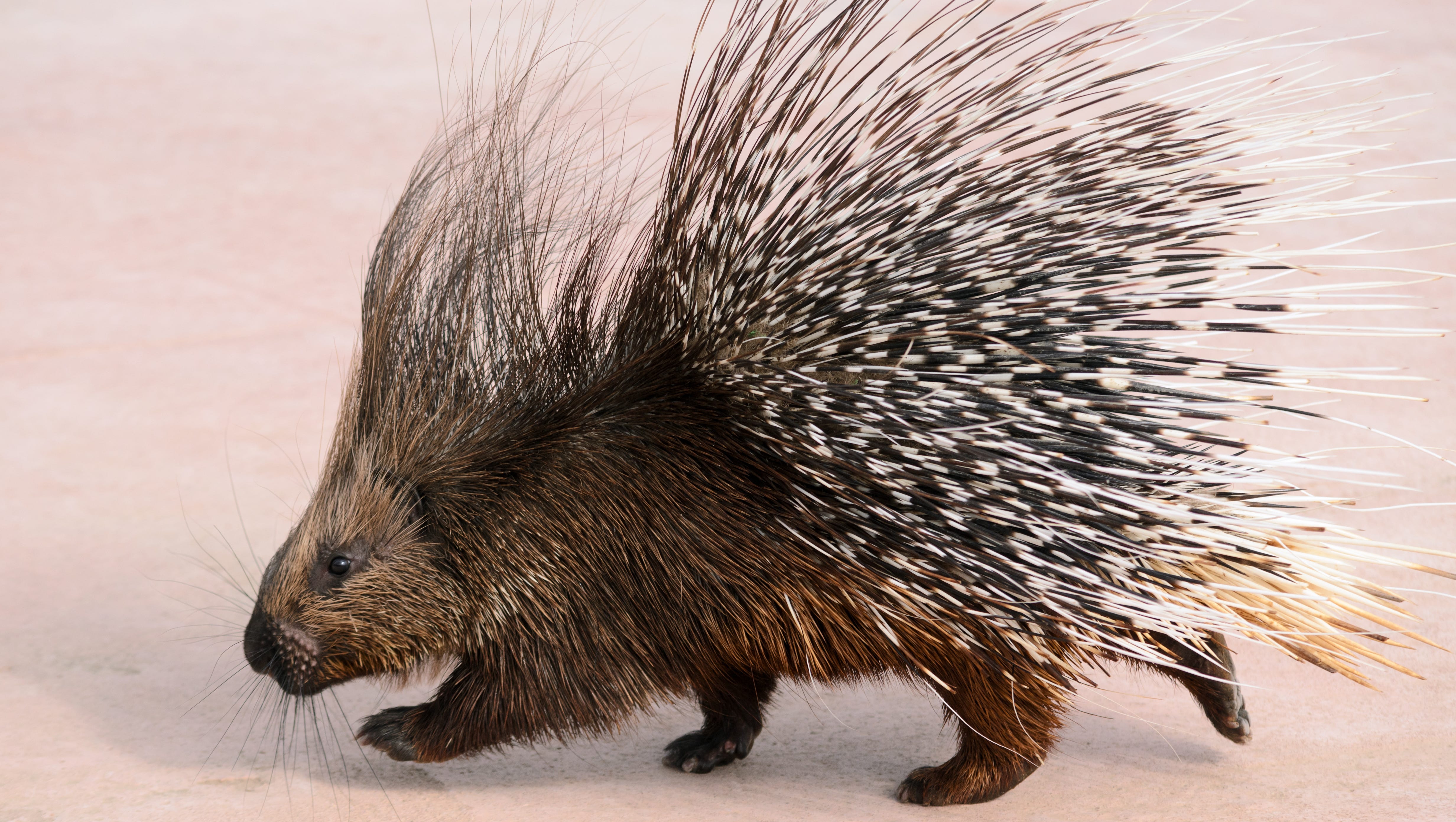 Woman eats porcupine quill without realizing it