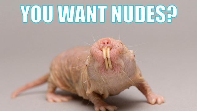 A Group Is Using Naked Mole Rat Pics To Promote Sextortion Awareness