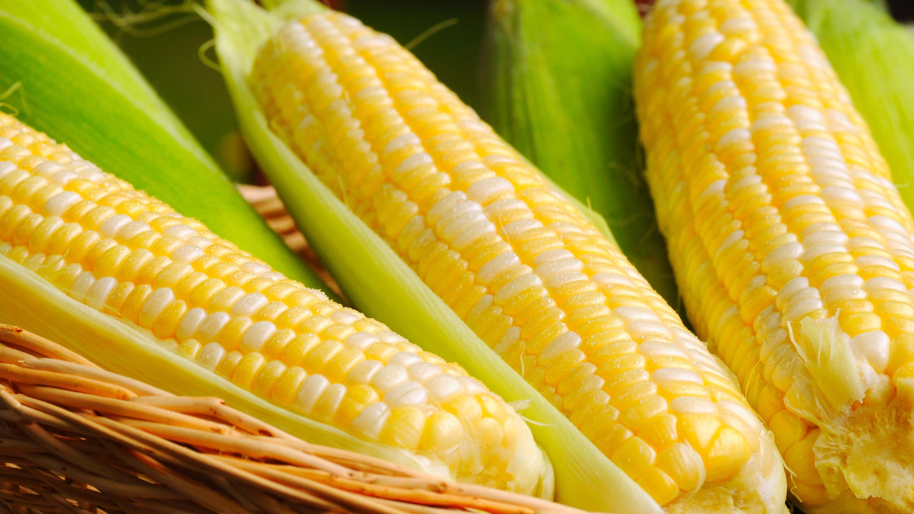 Everything you need to know about corn