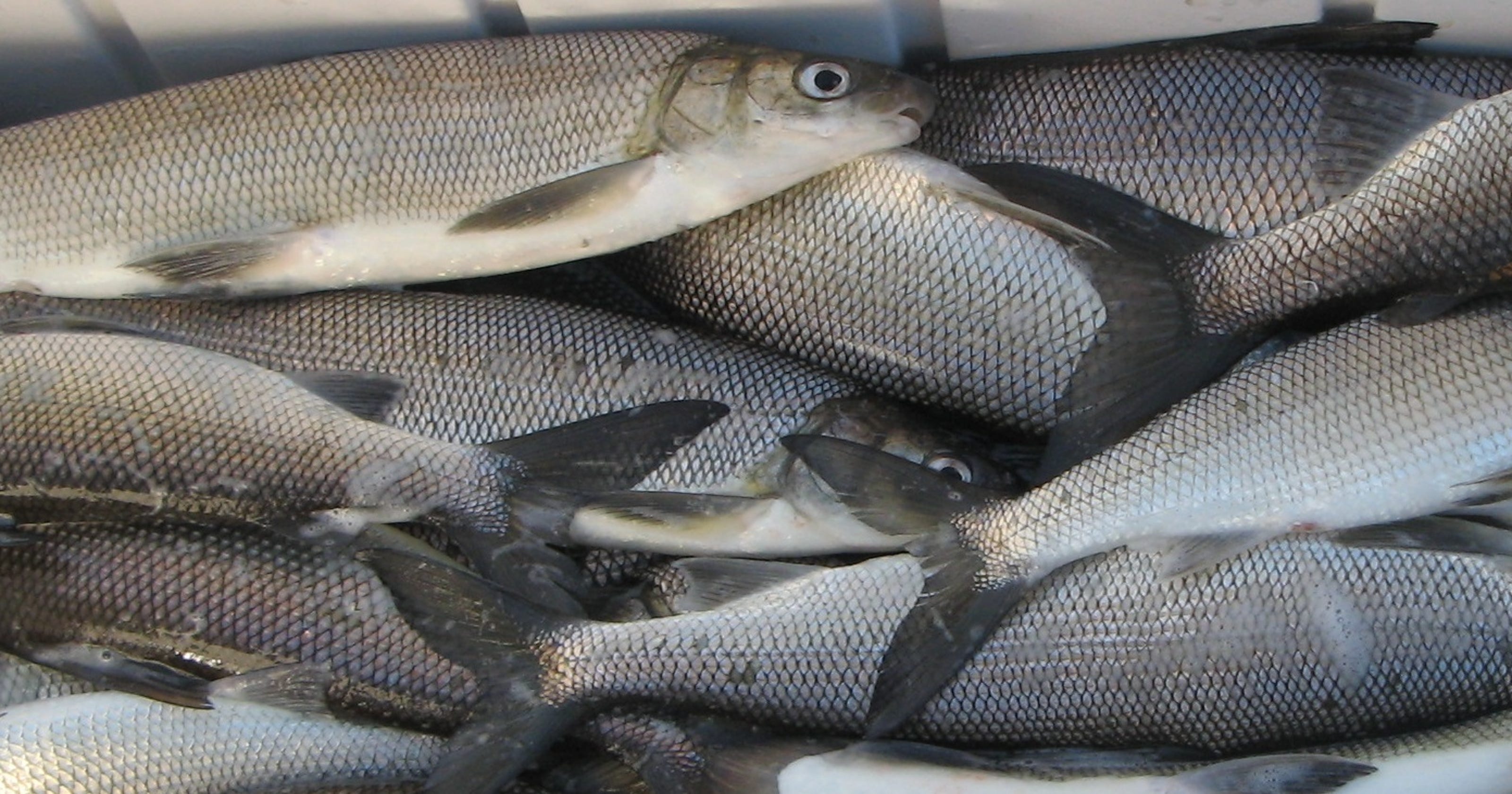 Thriving Green Bay whitefish to be studied Thriving Green Bay whitefish to be studied