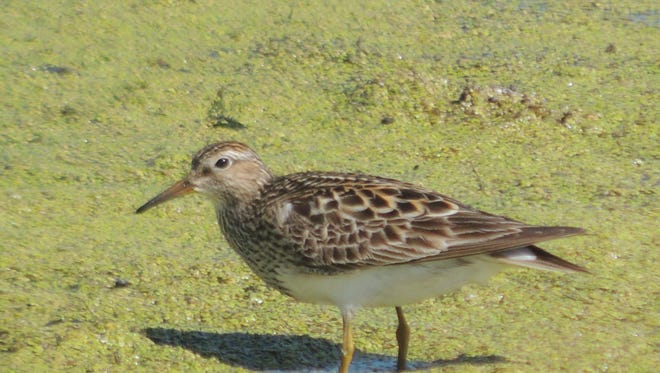 Shorebird migration heats up in August across Wisconsin as large flocks move through the state on their journey south. Birds like this sandpiper, seen at Horicon Marsh this past week, are fun and challenging for birdwatchers to identify.