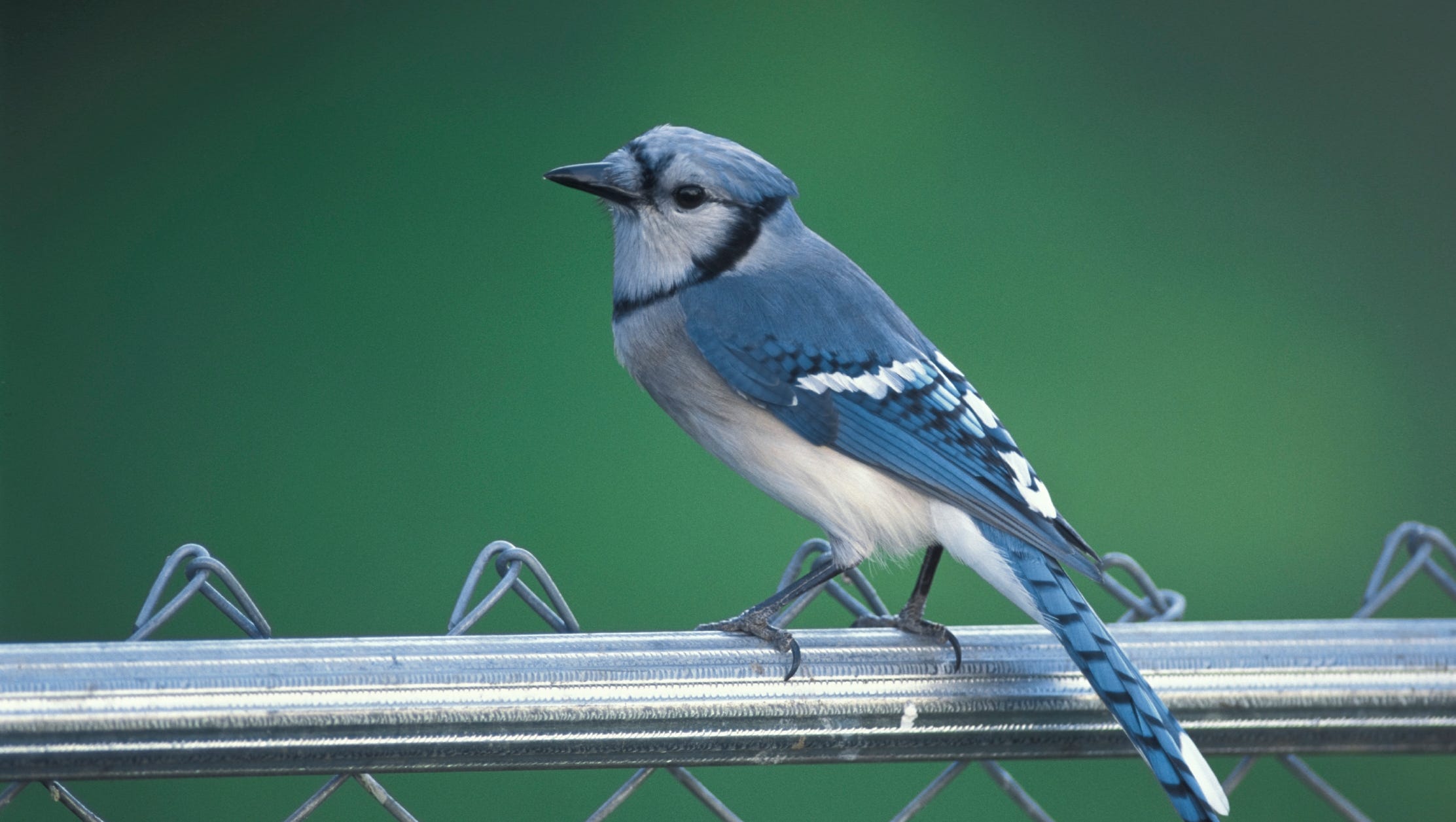 Critter Of The Week Blue Jay