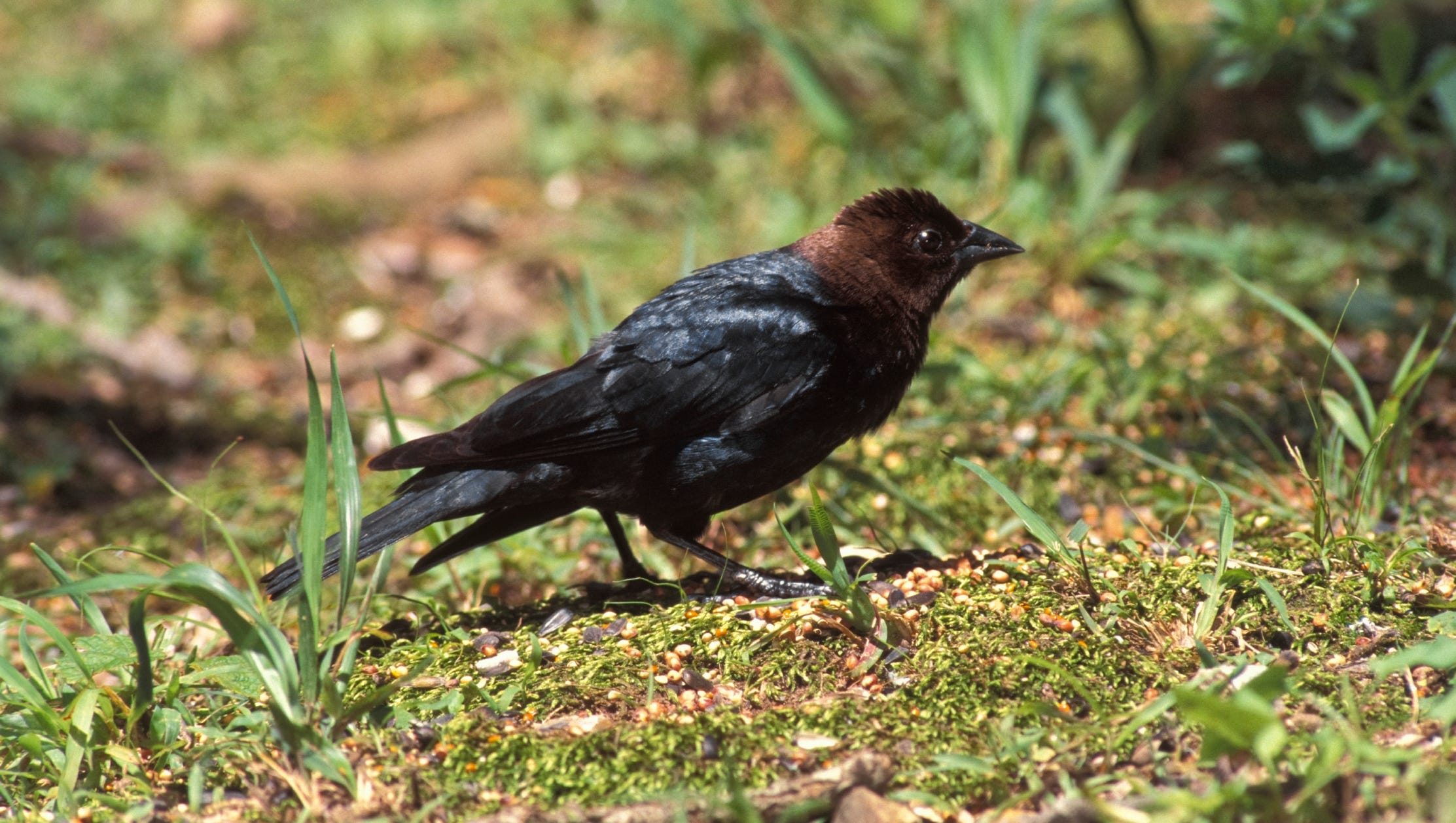 Critter Of The Week Brown Headed Cowbird