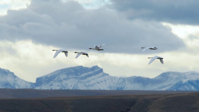 Tundra swans move between the different ponds at Freezout Lake on Tuesday. The swans and other migrating water fowl use Freezout Lake as a rest stop on their trip south for the winter.