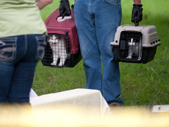 Officers Seized More Than 120 Of Her Cats Were They Wrong