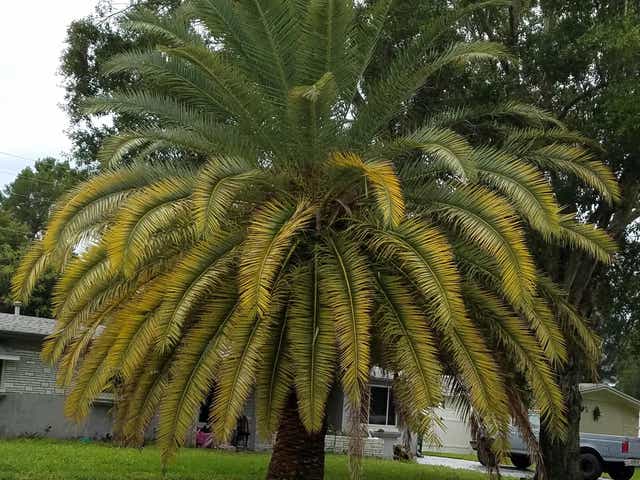 What To Do When Palm Fronds Yellow