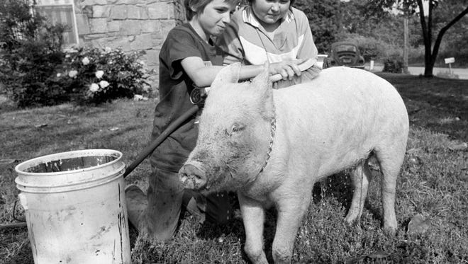 Kevin Kopp (Left) helps owner John Sanders bathe Susie on 5 May 1982 in preparation for the annual Children's Pet Parade.  John, the 11-year-old son of Mr. and Mrs. M.R. Sanders of 282 South Circle Road, is spending the week getting Susie ready to put her best pigfoot forward in the Overton Park competition.