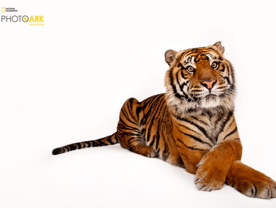 Sumatran tiger (Panthera tigris sumatrae) Critically
