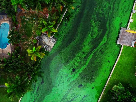 Image result for florida red tide