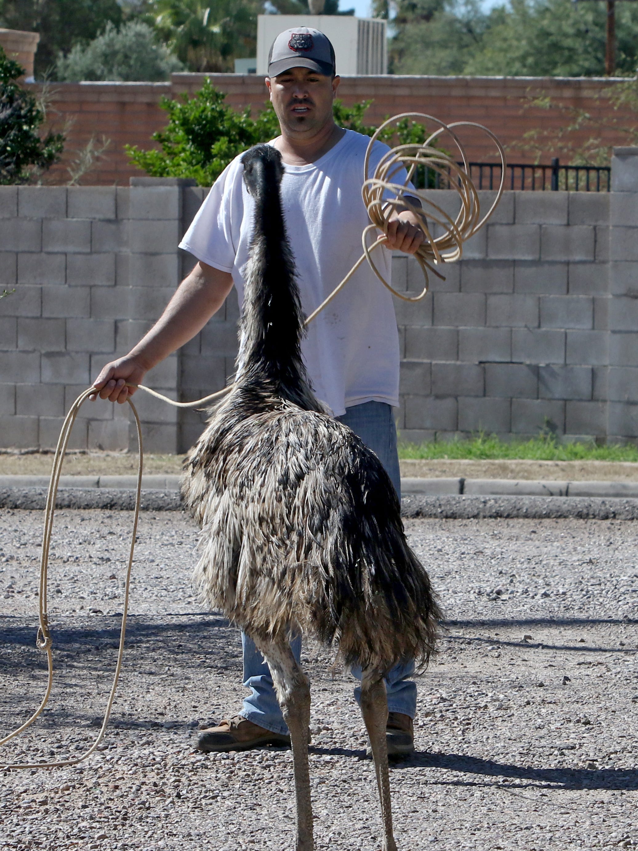 4 Escaped Emus Back At Home Near Tucson
