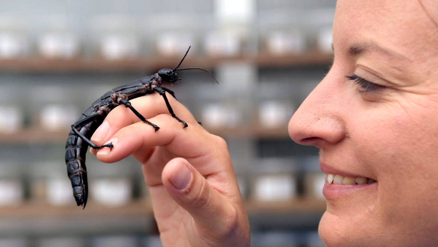 Lord Howe Island stick insect, thought extinct, confirmed in new paper