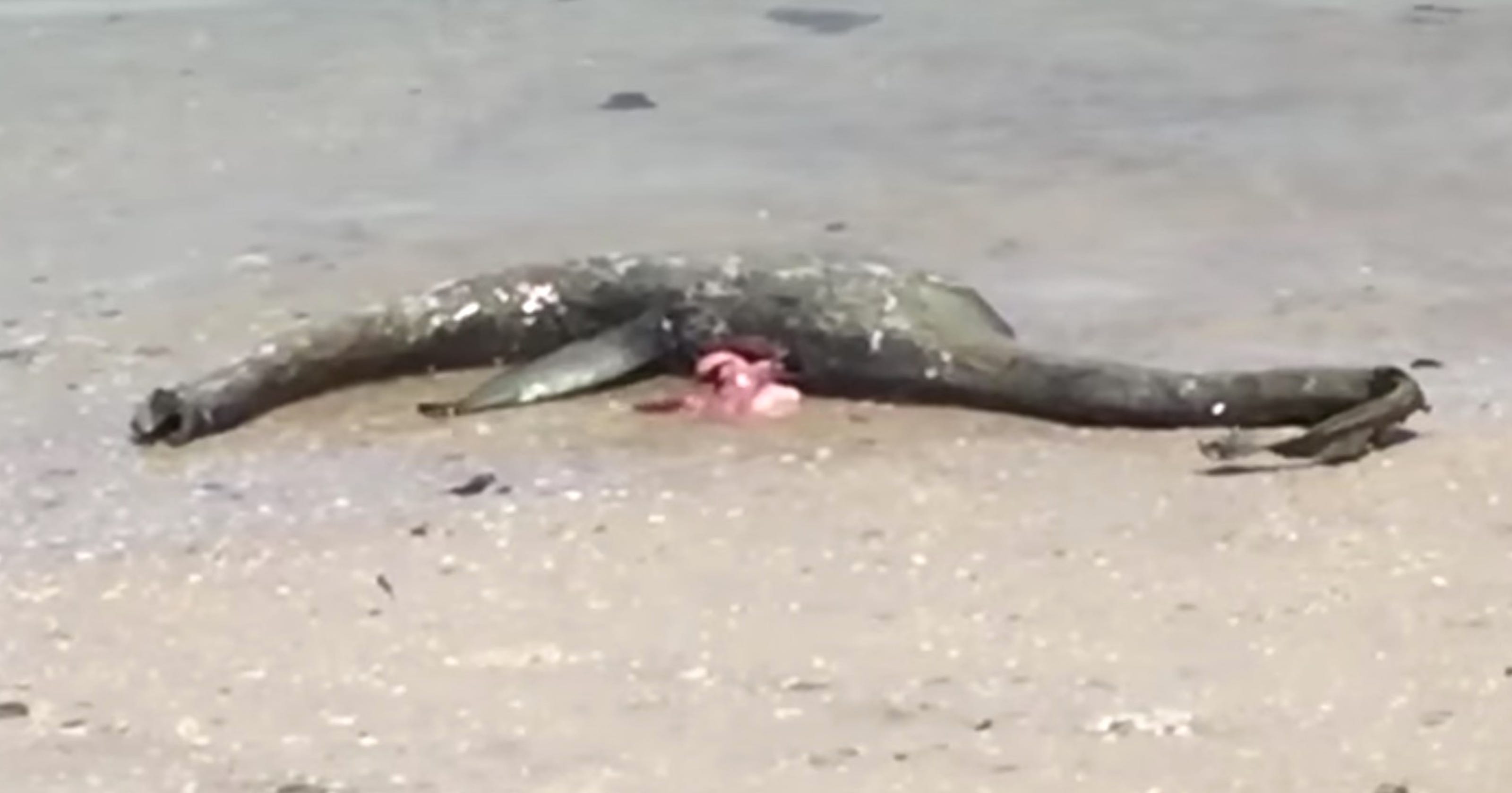 Loch Ness Monsterlike creature washes up on shore