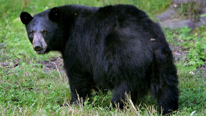 A marathon runner in Maine outpaced two bears that chased him while he was training.