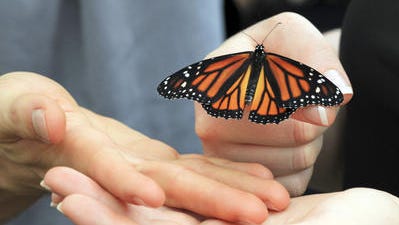 A monarch butterfly